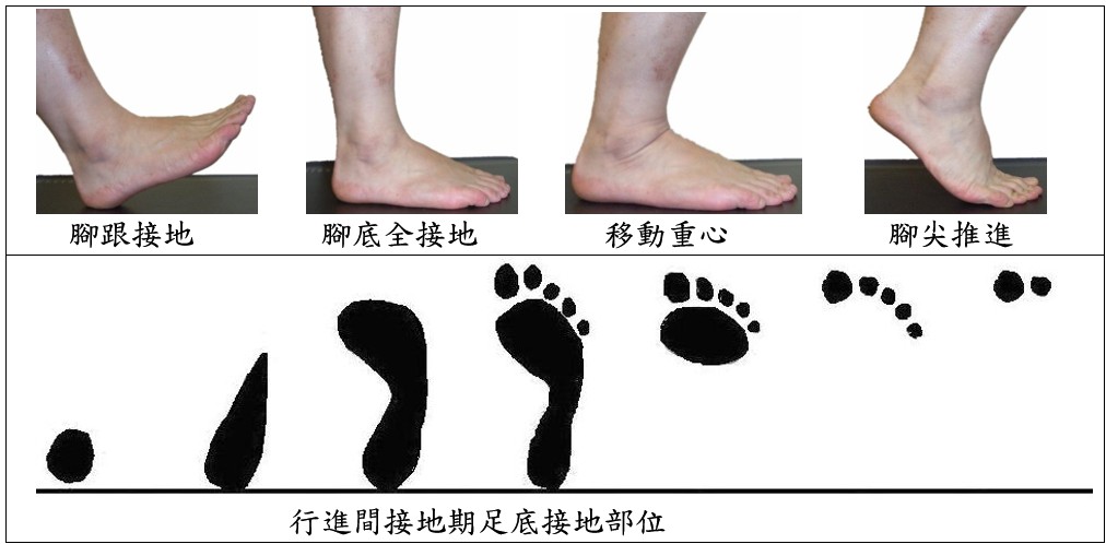 步行接地期的四個階段：腳跟接地、腳底全接地、移動重心、腳尖推進