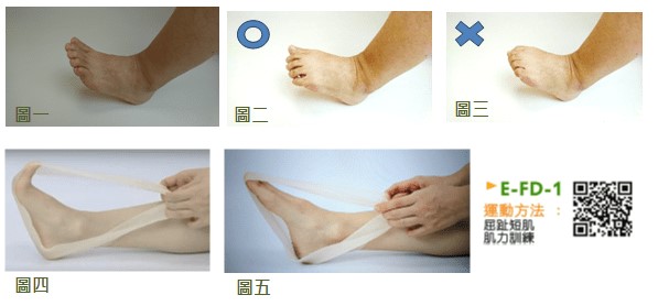 足部內在肌群訓練:屈趾短肌與趾掌關節屈曲動作教學